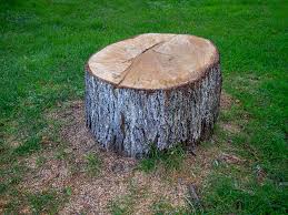 Best Storm Damage Tree Cleanup  in West Cape May, NJ
