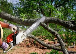 Best Tree Health Inspection  in West Cape May, NJ