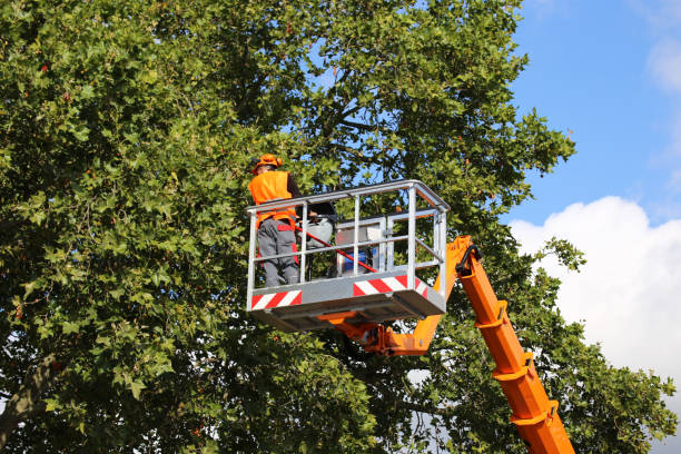 Best Hazardous Tree Removal  in West Cape May, NJ