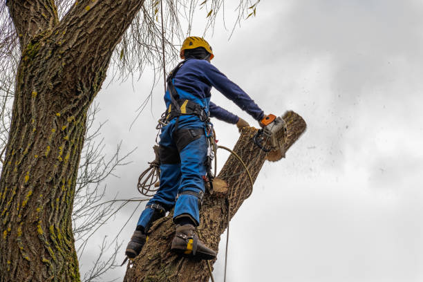 Best Fruit Tree Pruning  in West Cape May, NJ