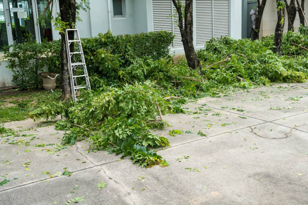 Professional Tree Services in West Cape May, NJ