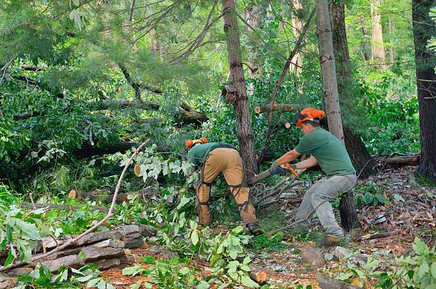 Best Commercial Tree Services  in West Cape May, NJ