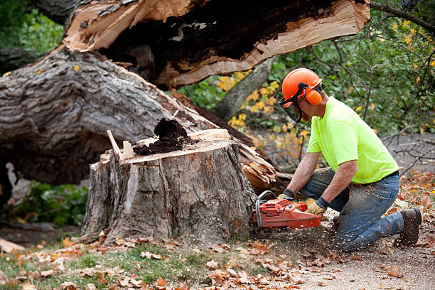Best Tree Cabling and Bracing  in West Cape May, NJ