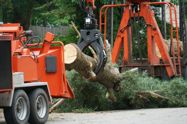 Best Seasonal Cleanup (Spring/Fall)  in West Cape May, NJ