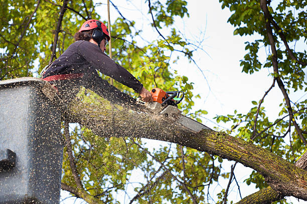 Best Arborist Consultation Services  in West Cape May, NJ