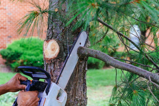 Best Tree Removal  in West Cape May, NJ